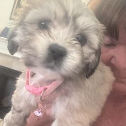 AKC Girl 3 Hot Pink Collar - Cream female Lhasa Apso puppy in Chico, California from Lhasa Apsos of northern Ca . Biewer terriers of northern California