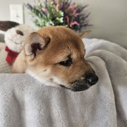Shiba Inu Puppies from Shiba Shenanigans
