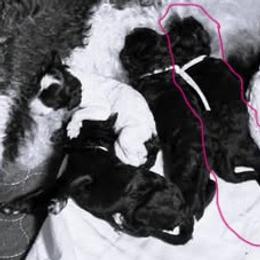 Girl 1 - female Poodle puppy in Calhoun, Georgia from Johnson Kennels