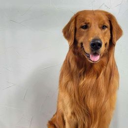 Archie - Golden Retriever