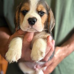Asher - Black tan and white male Beagle puppy in Rockwell, North Carolina from Knockhill Beagles