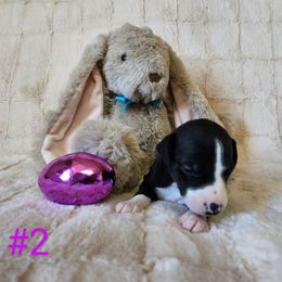 Midnight - Black Whippet puppy in Fowlerville, Michigan from Bloom's County Kennel