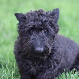 Felicity - Scottish Terrier