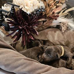Boy 6 - male Labrador Retriever puppy in Helena, Montana from Whistling Wings Retrievers, LLC.