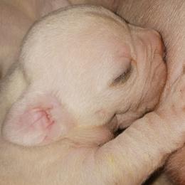 Girl 1 - female Olde English Bulldogge puppy in Evanston, Illinois from Blue Knob OEB's