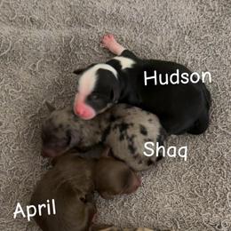 Shaq - Blue merle male Aussiedoodle puppy in Campbell, California from Mini AussieDoodle Puppies