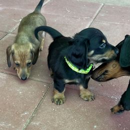 Dachshund Puppies from Eddy’s Mini Doxies