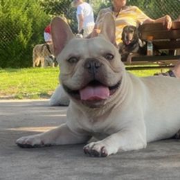 French Bulldogs from Coastal Pupz