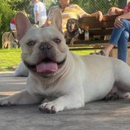 French Bulldogs from Coastal Pupz