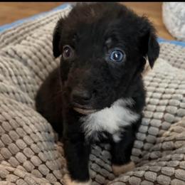 Black Beti - Black tri-color female Australian Shepherd puppy in Albertville, Alabama from Salt Creek Aussies