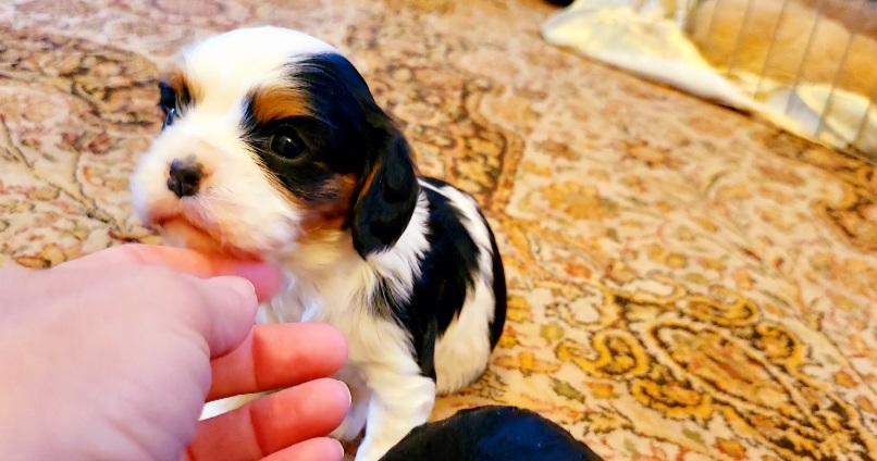 Cavalier King Charles Spaniel Puppies from Puppyloversplace
