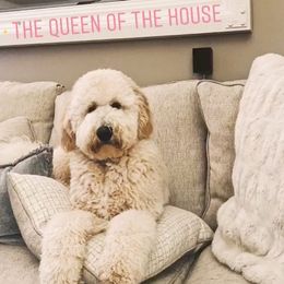 Bernedoodles and Goldendoodles from Jefferson Doodles