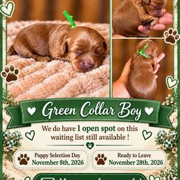 Sunshines Fall Harvest Boys Harvest - Apricot male Cavapoo puppy in Harrah, Oklahoma from Sunshines Pomeranians & Cavapoos