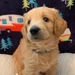 Boy 2 Black & White Collar - Apricot Goldendoodle puppy in Spring, Texas from Spring Doodles