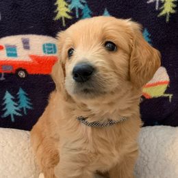 Boy 2 Black & White Collar - Apricot Goldendoodle puppy in Spring, Texas from Spring Doodles