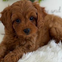 Duchess - Red female Cavapoo puppy in Lagrange, Indiana from Heavn Sent Acres