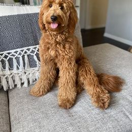 Bernedoodle and Goldendoodle All Grown Up from Kimberlee’s Kennels