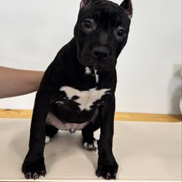 Kali - Black female American Pit Bull Terrier puppy in Nine Mile Falls, Washington from Bartin Kennels