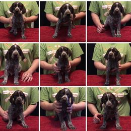 German Shorthaired Pointer Puppies from Coleman Creek Kennel