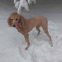 Pearl - Poodle