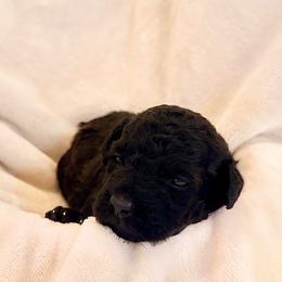 Mary - Parti female Labradoodle puppy in Bruceton Mills, West Virginia from Adonai Ra'ah Farms