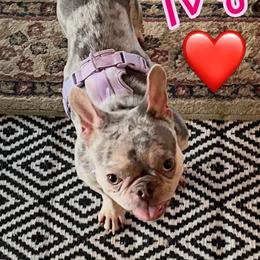 Ivy - French Bulldog