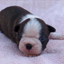 Girl 1 - Black brindle and white female Boston Terrier puppy in Perry, Oklahoma from Sitsler Bostons