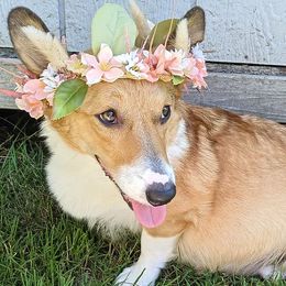 Pembroke Welsh Corgis from Miss Honey's Corgis