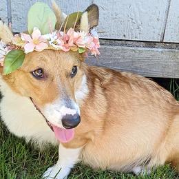 Pembroke Welsh Corgis from Miss Honey's Corgis