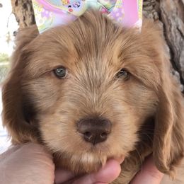 Goldendoodle Puppies from Penny Doodles