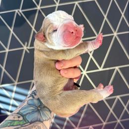 Pez - male Alapaha Blue Blood Bulldog puppy in Hudson, New Hampshire from WICKED Alapaha Kennel