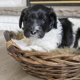 Assorted Doodle Crosses, Bernedoodle, Double Doodle, Goldendoodle, Labradoodle, and Whoodle Puppies from Our Little Farm Life Doodles