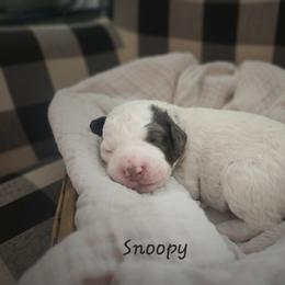 Bernedoodle and Irish Doodle Puppies from Willow-Be Doodles