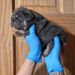 Molly - Blue tri-color female Bulldog puppy in Angelica, New York from Snapp Valley Bulldogs