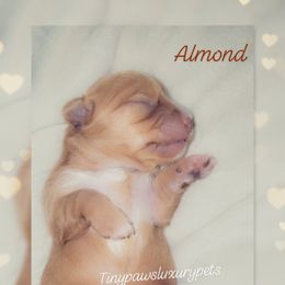 Biewer Terrier, Poodle, and Yorkshire Terrier Puppies from Tiny Paws Luxury Pets