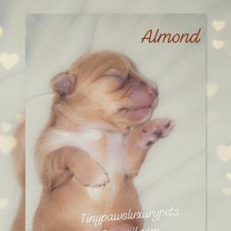 Biewer Terrier, Poodle, and Yorkshire Terrier Puppies from Tiny Paws Luxury Pets