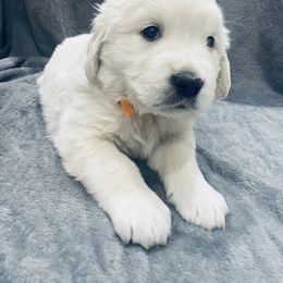 Golden Retriever Puppies from Valiant Goldens
