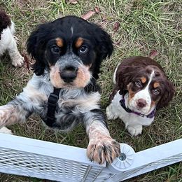 English Springer Spaniel Puppies from Spradley Springers