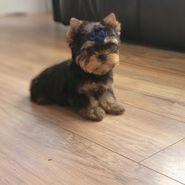 Chihuahua and Yorkshire Terrier Puppies from Royalty Tracks 👑🐾