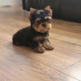 Chihuahua and Yorkshire Terrier Puppies from Royalty Tracks 👑🐾