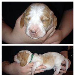 Green - Lemon and white male Basset Hound puppy in Highland, Michigan from Dream Hounds of Michigan