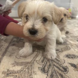 Morkie Puppies from Pawsitive Paws🐾