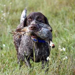 German Shorthaired Pointers from High Caliber Kennel