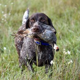 German Shorthaired Pointers from High Caliber Kennel