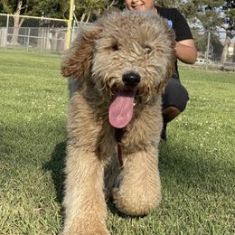 Sky - Poodle