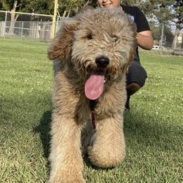 Sky - Poodle