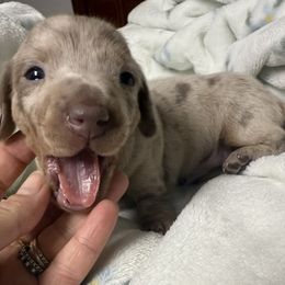 Astro - Dapple male Dachshund puppy in Chillicothe, Ohio from Brittney's Dachshunds