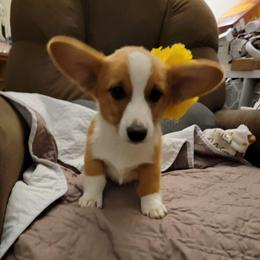 Girl 1 - Joy - Red female Pembroke Welsh Corgi puppy in Poplar, Wisconsin from Tshandra Corgis