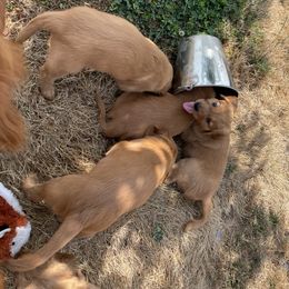 Golden Retriever Puppies from Up Beat Golden's