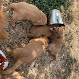 Golden Retriever Puppies from Up Beat Golden's